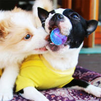Juguetes Para Perros Gigwi Bola Sonora De Goma Natural No Tóxica Juguete Chupable Para Pequeños Y Grandes Perros Juguete Elástico Divertido Para Jugar Al Aire Libre - details 8