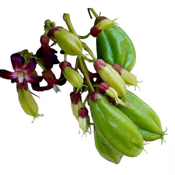 Planta natural Carambola  Averrhoa Carambola. Produce fruta tropical en forma de estrella de cinco puntas, apreciada por su sabor dulce a acido. Planta en maceta y de unos 100 - 120 cm. de altura - 1