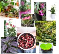 Fertilizante Líquido Ecológico 1 Litro - Favorece Crecimiento y Vigor Plantas - Agrobull Classic - details 2