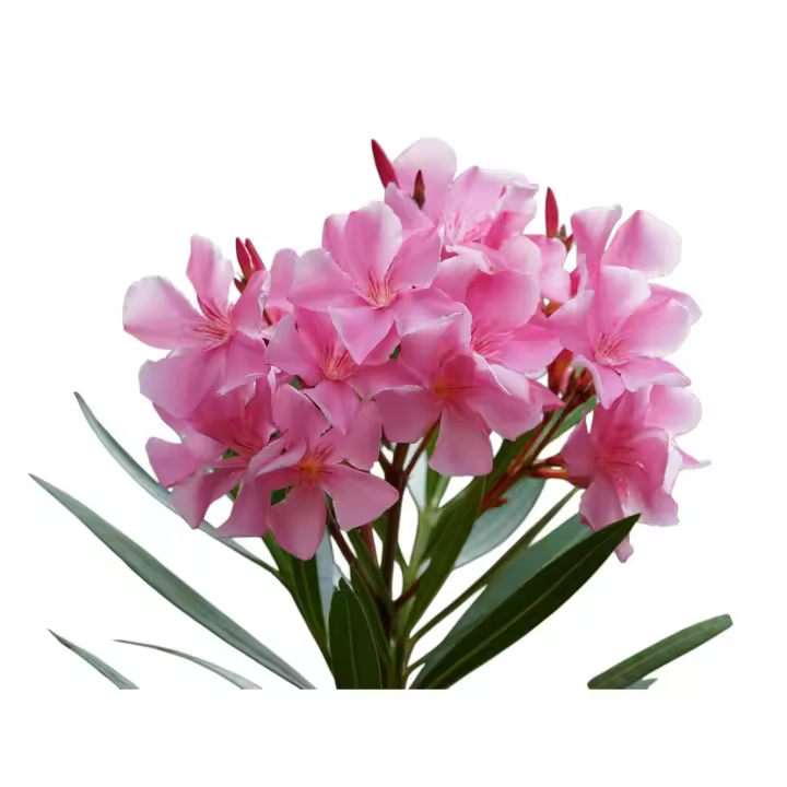 Planta natural Nerium Oleander. Adelfa. Resistente a sequías y suelos pobres, requiere poco mantenimiento, florece casi todo el año, y actúa como barrera natural en jardines y carreteras. Segura Garden. - 1