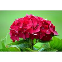 Planta natural Hortensia. Hydrangea. Elegir color de flor.  Segura Garden. La hydrangea brinda belleza floral, adaptabilidad a diversos climas y colores vibrantes. Mejora la estética del jardín con bajo mantenimiento. - details 1