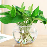 Maceta Autoabastecida Transparente De Plástico Para Plantas Y Acuarios Decoración Moderna Para Sala De Estar Y Oficina - details 5