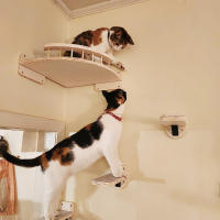 Estante Para Gato Con 3 Pasos Cama De Gato Colgante Con Hamaca Muebles De Madera Para Dormir Y Rascado De Gato - details 0