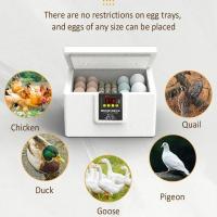 Incubador De Huevos Pequeño Termostático 24 Horas Con Cama De Agua Biomimética Automático Inteligente Para Pollos Pato Ganso - details 6