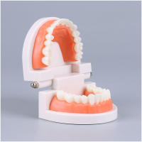 Modelo Dental Estándar De Dientes Humanos Para Enseñanza Y Estudio Práctica De Limpieza Perfecto Para Niños Montessori - details 10