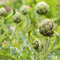 Pack Naturkea Depuforte: Jarabe Diuretico y Depurativo para la Retención de líquidos - Detox - Adelgazante Potente - Vegano - details 1