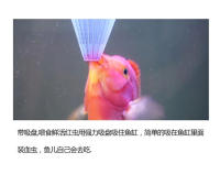 Alimento Para Peces Food Para Conejo Rojo De Acuario Con Artemia Nauplii Y Gusanos Rojos Vivos Y Congelados Para Peces - details 9