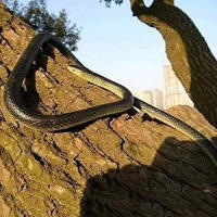 Juguete De Engaño De Serpiente Realista De Goma Suave Juguete De Alivio De Estrés Simulado Para Propuestas De Engaño - details 2