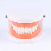 Modelo Dental Estándar De Dientes Humanos Para Enseñanza Y Estudio Práctica De Limpieza Perfecto Para Niños Montessori - details 3
