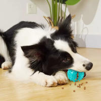 Juguetes Para Masticar Para Perros Juguetes Interactivos De Limpieza Dental Anti Mordedura Con Bolas De Alimentos Que Se Dejan Escapar Juguete Lento Para Mascotas COOLPLAY - details 0