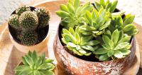 Abono Líquido Foliar para Cactus y Crasas PROFESIONAL para aplicar sobre ellas 250 ML | Fertilizante líquido para nutrir, reverdecer e hidratar en interior y exterior MUY EFECTIVO | Nexum+Market - details 1