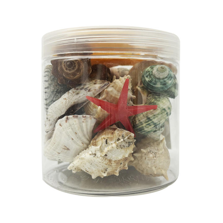 Caja Conchas de Vieira Blancas Conchas de Vieira Conchas para Adorno de Botella Conchas de Vieira para Manualidades Relleno Caparazón BPS-6488