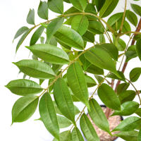 Falsa Hoja De Magnolia Y Ficus 105cm Para Decoración De Jardín Patio Interior Oficina Hoja De Figura Artificial De 41.3 Pulgadas - details 26