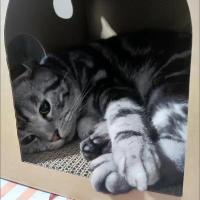 Juguete Para Gatos Caja De Cartón DIY Doble Con Plataforma De Rascado Y Cama Protege Muebles Juguete De Masticar Para Gatos - details 8