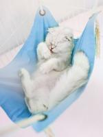 Cama Colgante Para Gato Residencial Silla De Malla Duradera Nido De Gato Con Almohadilla Para Perro Tamaño 47x47CM 6 Colores Disponibles - details 12