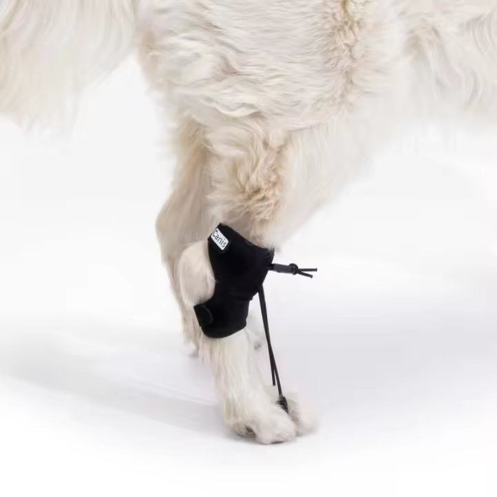 Ortocanis - Corrector Propioceptivo para Perro con Knucling, o apoya el pie con el dorso (arrastra el pie o uñas). - 1