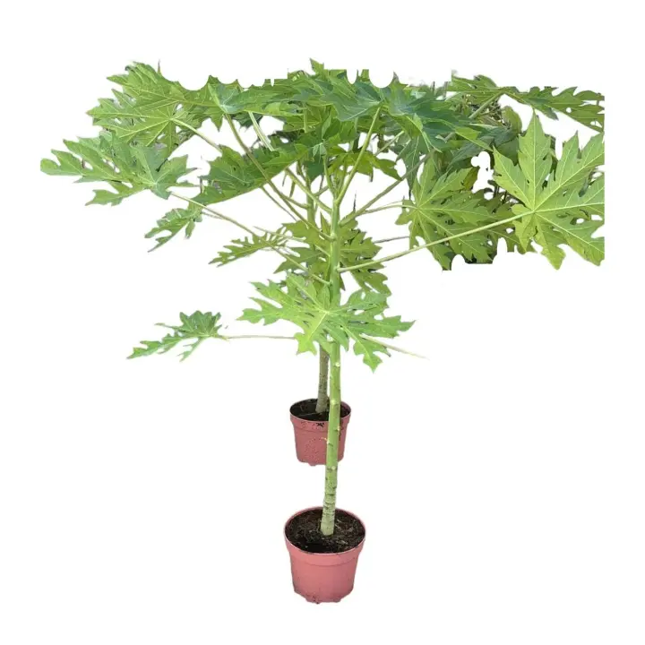 Planta natural Papaya, produce fruta tropical conocida por su pulpa suave, jugosa y dulce. Es rica en vitaminas A, C y E. propiedades antioxidantes y antiinflamatorias, así como por sus beneficios digestivos. - 1