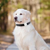 Localizador De Mascotas Mini Inteligente Android ISO GPS Tracker Anti-Pérdida Para Perros Coches Ancianos Y Niños Con Posicionamiento Automático Y Batería De Vida De 30 Horas O Más - details 3