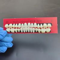 Modelo De Dientes Permanentes Para Entrenamiento Dental 28pcs Propiedades De Resina Para Profesionales De La Odontología Y Estudiantes - details 0