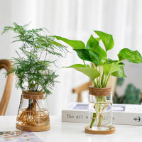 Bote De Vidrio Para Escritorio Ecológico Micro Paisaje Con Contenedor Hidroponía Y Acuario Para Plantas Verdes Y Peces Con Tapa De Madera Verde Diente De León - details 9