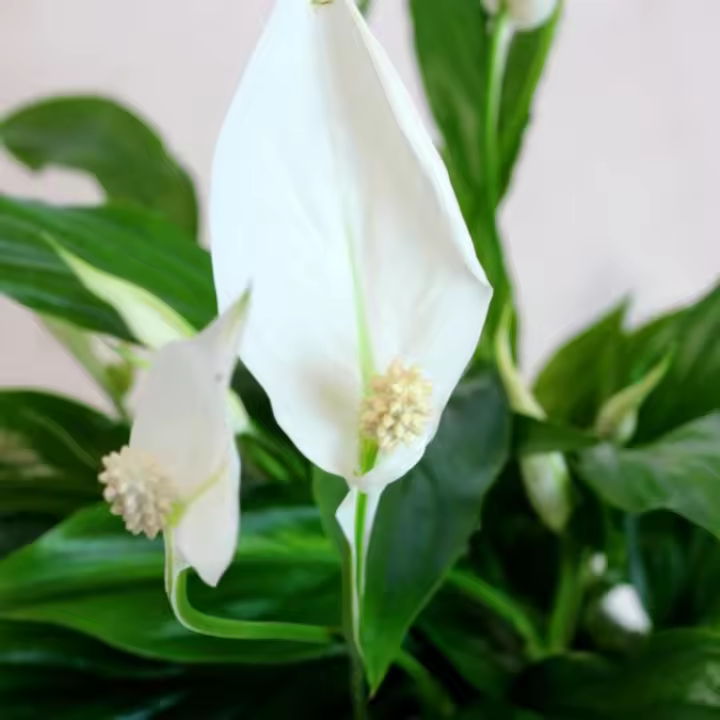 Verdecora - Spathiphyllum Planta de Interior Resistente y Decorativa - Lirio de la paz - 1
