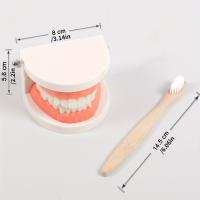 Juguetes Educativos Montessori Para Niños Aprendizaje Temprano Inteligencia Bricolaje Ayudas De Enseñanza De Cepillado De Dientes Vida Simulada - details 0