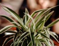 1 Planta colgante natural Chlorophytum. Cinta.  Segura Garden. Es una planta fácil de cuidar que purifica el aire, agrega vitalidad y promueve un entorno saludable en el hogar. - details 0