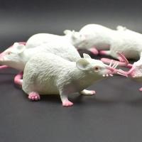 Modelo De Rata Pequeña Falsa Y Realista Juguete De Terror Divertido Para Fiesta De Halloween Decoración Práctica Broma Juguete De Novedad Para Gatos - details 2