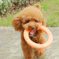 Juguetes Para Perros Disco Volador Interactivo Anti-Mordedor Atractivo De Anillo De Entrenamiento Suministros Para Masticación Agresiva - details 1