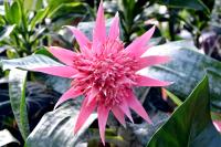 Planta natural Bromelia Aechmea. Segura Garden. Es ideal para el hogar porque purifica el aire, añade frescura y su belleza exótica mejora la estética del espacio, promoviendo bienestar. - details 0