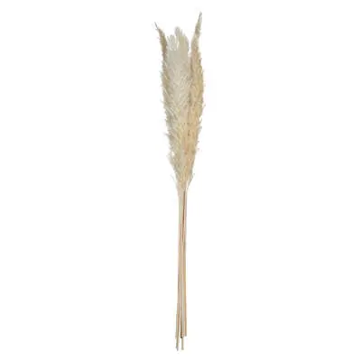 Factory Cuadros - Lote de 6 Tallos de Pampa Natural - 65 Cm de Alto - Flor Artificial - Decoración Natural - 1