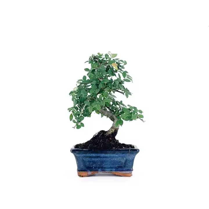 Bonsái Zelkova - Olmo Chino de 6 Años - Bonsaigranada - 1