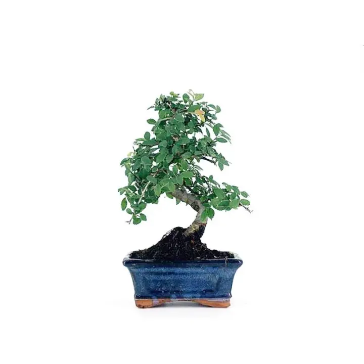 Bonsái Zelkova - Olmo Chino de 6 Años - Bonsaigranada - 1
