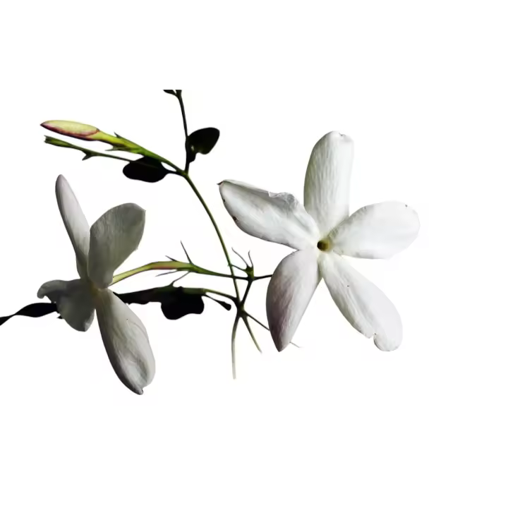 Planta natural Trepadora Jasminum officinalis. Jazmin Común. fragancia dulce y flores blancas decorativas. Atrae polinizadores, es de bajo mantenimiento, se adapta a suelos variados y se usa en aceites esenciales y aromaterapia. Segura Garden - 1