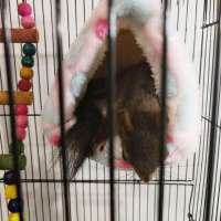 Cama Suave De Invierno Para Hamster Nido Pequeño Para Surtido Guisante Casa De Conejo Rodente Erizo Cama De Algodón Para Animales De Compañía - details 14