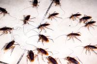 Gel Insecticida Anti Cucarachas Eficaz al Instante | Elimina toda la plaga en sólo 24 H | Contenido 7 GR |Protección duradera|  Fácil Aplicación con Sustancia Atrayente para Cucarachas eliminando al resto | Nexum+Market - details 2