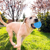 Juguetes Para Perros Pequeños Y Medianos 3Pcs Bola Masticable De Espina Suave TPR Con Sonido Squeaky Flotante Para Piscina Juguete Para Arrojar Y Buscar - details 8