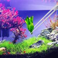 Pinzas De Acero Inoxidable Para Acuario 38/48cm Herramienta Para Plantas De Piscina Y Alimentación De Aves Y Reptiles - details 2