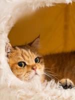 Cama De Gato Cómoda Y Caliente De Peluche Suave Para Pequeños Y Medianos Perros Y Gatos Hogar De Mascotas Adecuada Para Descanso Profundo - details 10