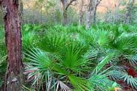 Naturbite Saw Palmetto 60 Caps. Extracto Estandarizado para la Salud Masculina - details 3