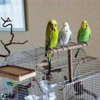 Juguete De Colgante Para Pájaros Madera Percha Para Periquito Con Bolas De Masticar Soporte De Sueño Para Cages Juguetes De Juego Para Pájaros Budgie - details 15