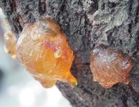 FUNGICIDA SISTEMICO PUNTUAL 45GR - CITRICOS - ARBOLES -HUERTO - VID - PEPINO- CALABACIN- PLANTAS - AGUADO- GOSMOSIS- PHYTOPHTHORA - MILDIU - details 1