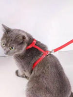 Correa Para Gato Alinea De Cuerda Correa De Pecho Para Caminar Suministros Para Mascotas Correa Para Gato Con Cuerda - details 9
