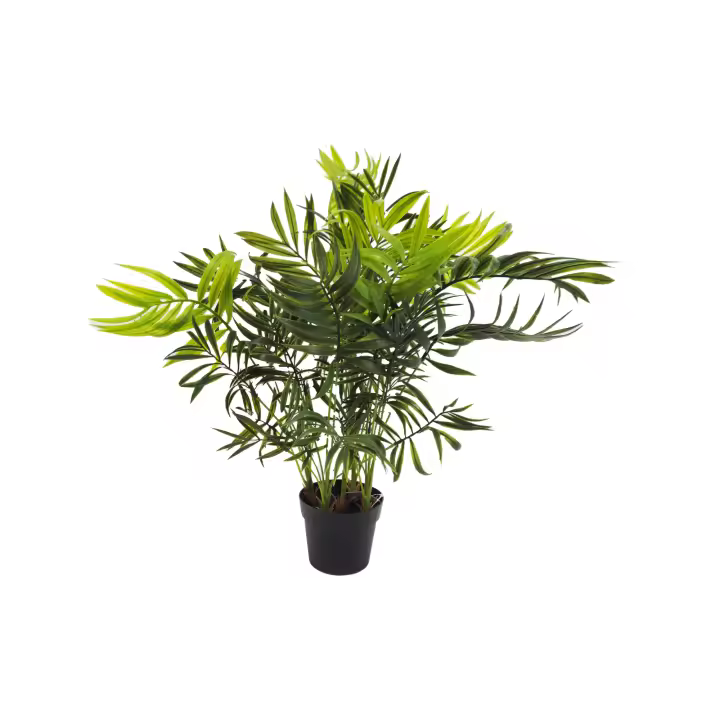 Chamerox de 53 cm Palmera Enana - 1