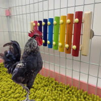 Xilofón De Madera Para Pájaros Accesorio Colgante Para Jaula De Periquito Pato Pollo Con 8 Teclas Instrumento Musical Para Canarios Macacos Hens - details 8