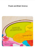 Rompecabezas De Madera Para Niños Juego Educativo De Anatomía Del Cerebro Partes Del Cerebro Actividad De Hogar Ciencia Para Niños - details 0