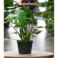 Planta de interior Monstera costilla de Adán Natural Monstera Deliciosa citrus flowers plants - details 0