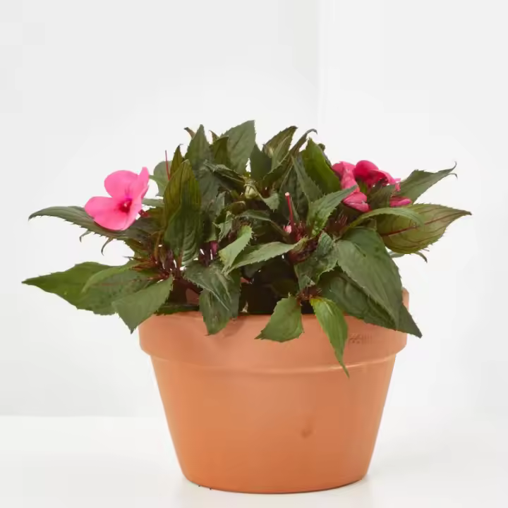 Verdecora - Alegría Nueva Guinea de Exterior - Cuidados y Características - 1