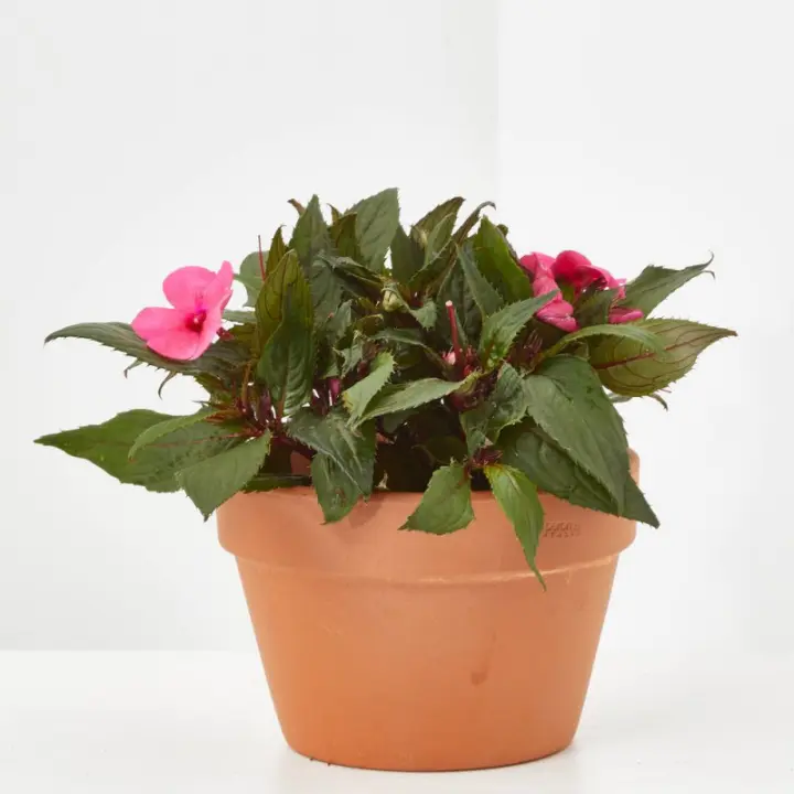 Verdecora - Alegría Nueva Guinea de Exterior - Cuidados y Características - 1