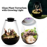 Terrario De Vidrio Para Plantas Con Luz De Crecimiento Micro Paisaje De Mojarra Y Suculentas Vaso De Decoración Para El Hogar - details 0
